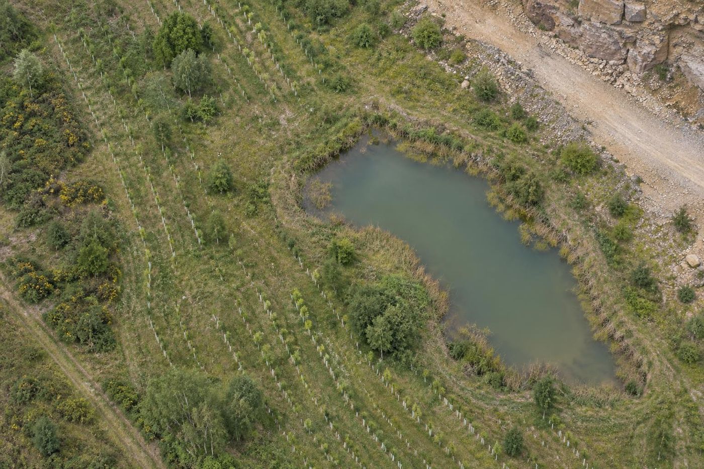Top-down aerial of a restored former quarry area: grassland, young tree planting in rows and a small pond, a narrow worked area at one edge.