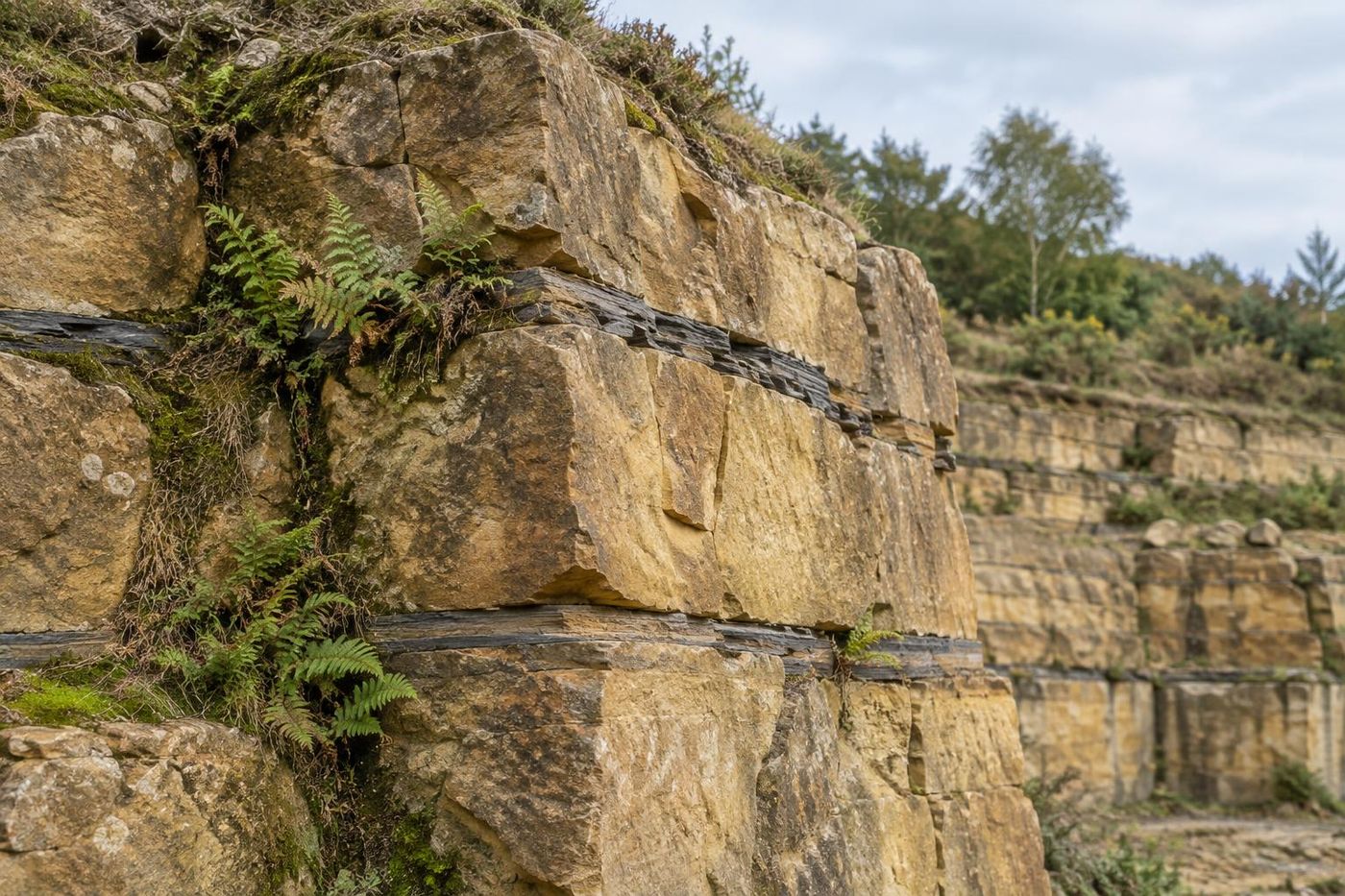Weathered corner of an old sandstone face where beds part along thin dark grey shale bands, rounded weathered edges, ferns and moss in the cracks, soft light.