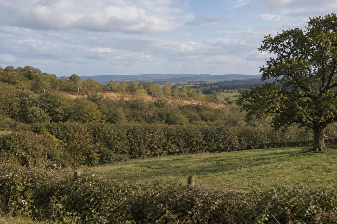Green pasture with a hedge and a single oak, a thin pale sandstone edge with birch scrub just visible beyond the hedge line, soft afternoon light.