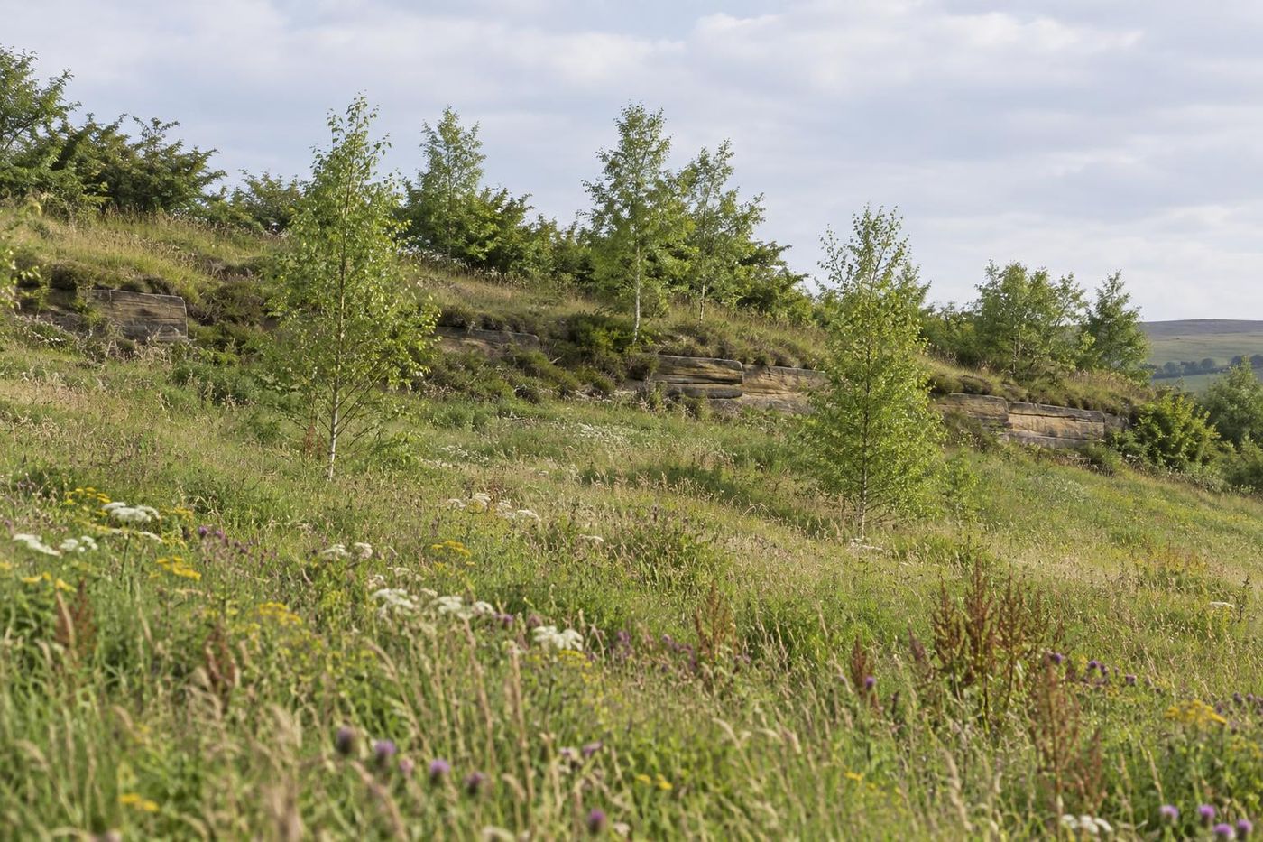 A gentle restored grassland slope below a low weathered sandstone edge, wildflowers in the sward, young trees at the margin, summer light.