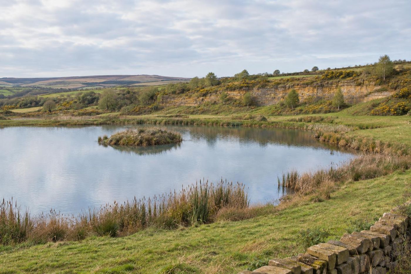 A shallow pond with reed and rush margins and a small island in a restored hollow, a low grassed sandstone edge behind with gorse and birch, still water reflecting the sky.