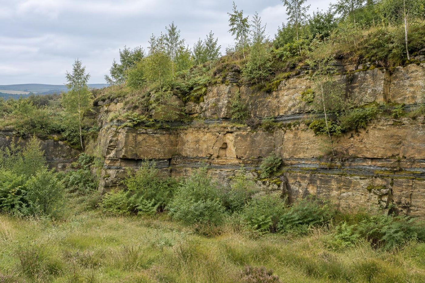 An old worked sandstone face left exposed, bedding clearly visible, birch saplings and grasses colonising the ledges and foot, soft light.